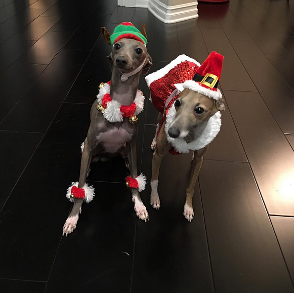 Kylie Christmas Dogs