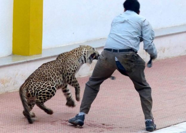 LEOPARD-0