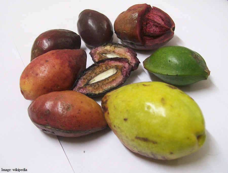 Terminalia_catappa_fruits_at_various_stages_of_ripeness-1