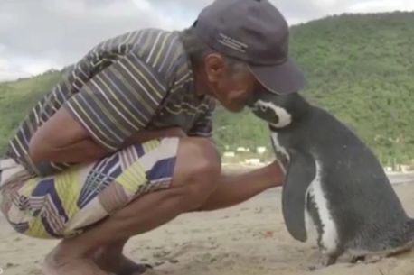 Affectionate Penguin