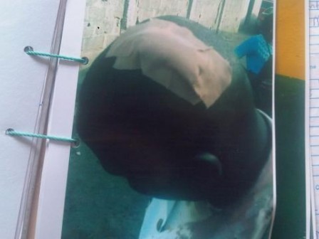 IMG00086-20160401-1154-448x336