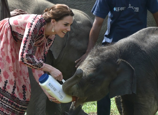 Kate feeding animals