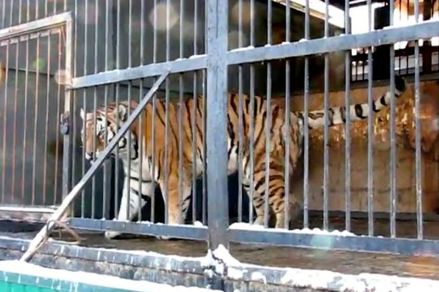 Siberian-tiger attacked Elizaveta Kutkina