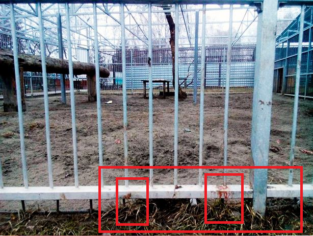 Siberian-tiger attacked Elizaveta Kutkina1