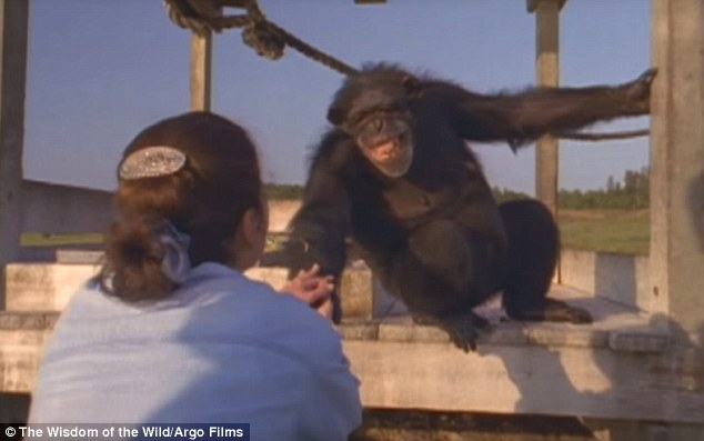 chimp saved 1