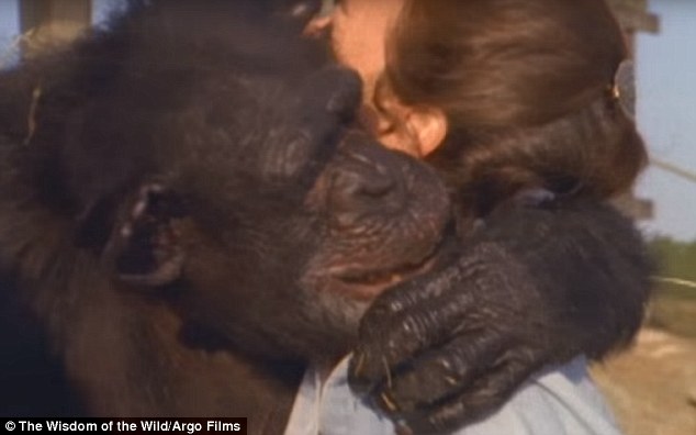 chimp saved 3