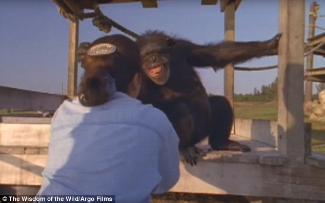 chimp saved 4