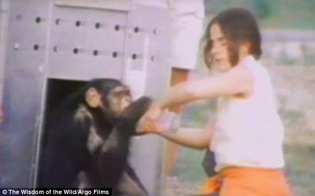 chimp saved 7