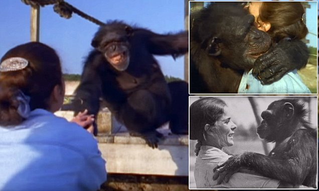 chimp saved
