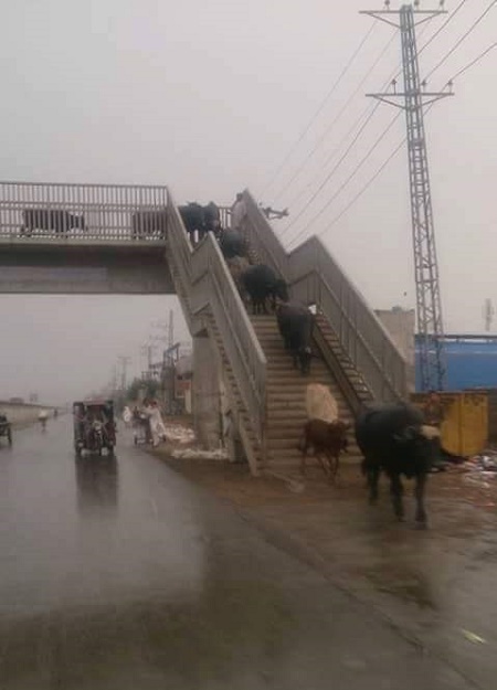 fulani herdsmen use bridge to cross cows