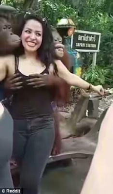 pervy orangutan