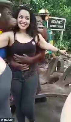 pervy orangutan4