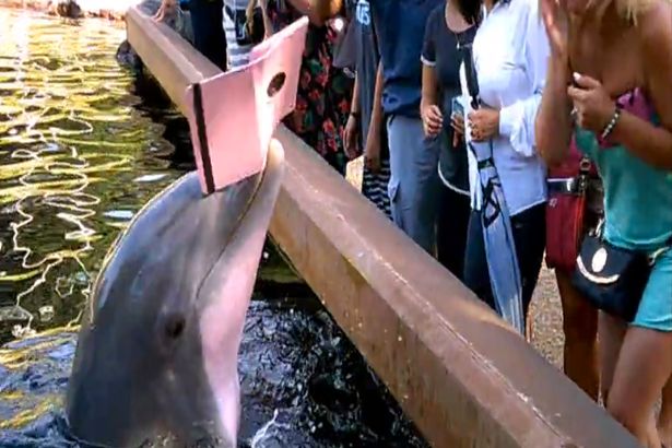 dolphin ipad