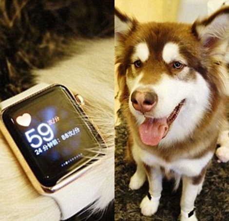 iphone-dog-03