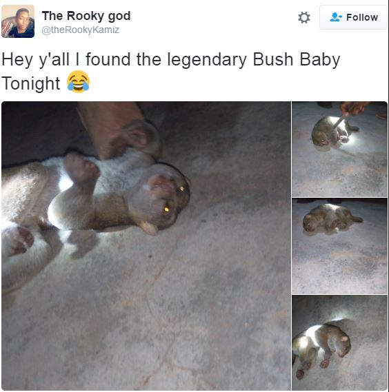 bush-baby