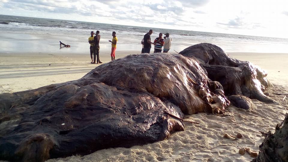 dead-whale-akwa-ibom1