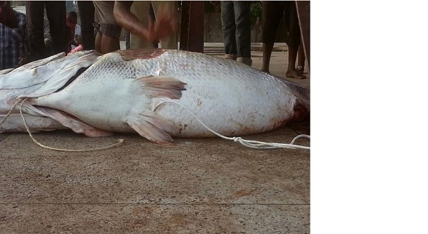 fish-uganda3