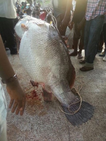 fish-uganda4