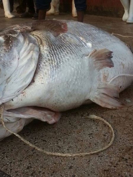 fish-uganda5
