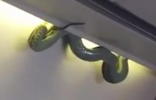 snake-on-a-plane
