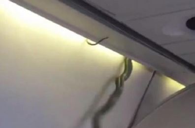 snake-on-a-plane1