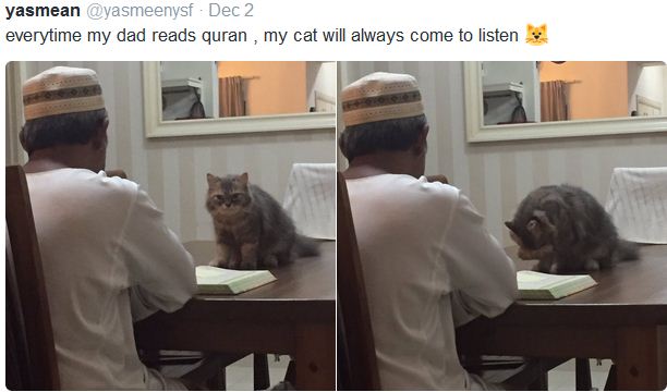 religious-cat