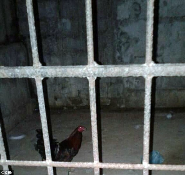 jailed chicken1