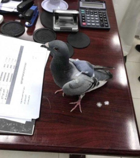 Pigeon arrested