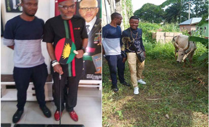 IPOB supporters donate cow