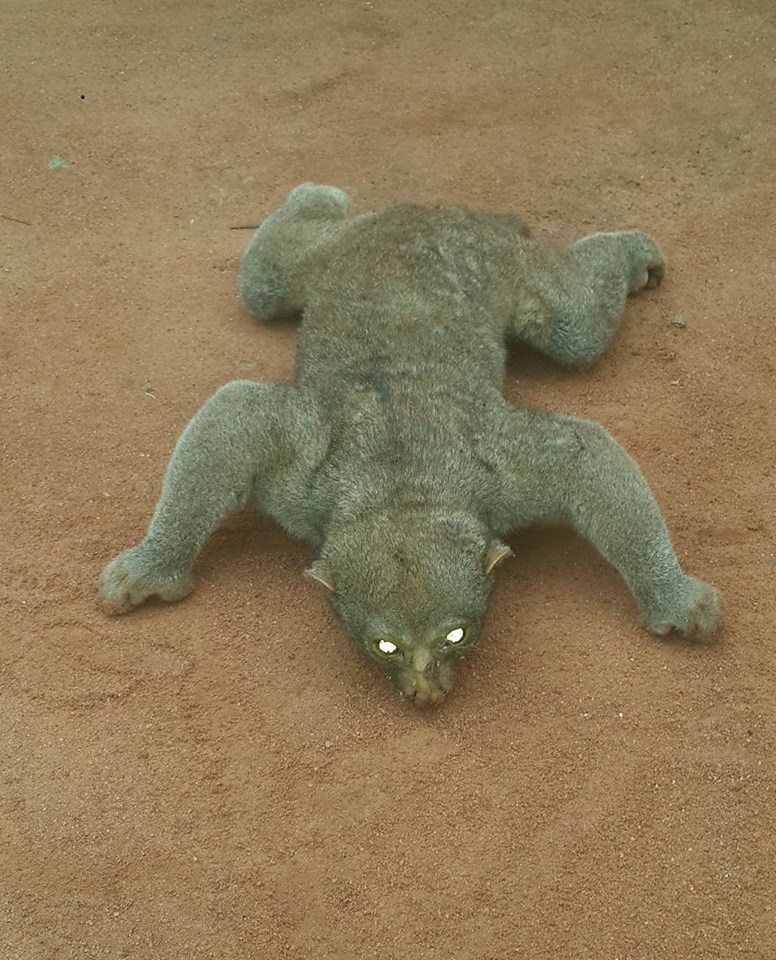 Strange looking animal found dead