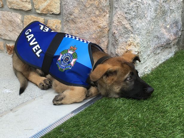 Police dog sacked