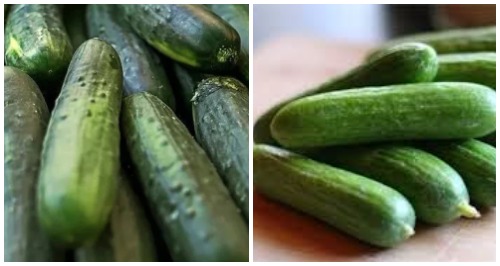 5 dies after eating cucumber