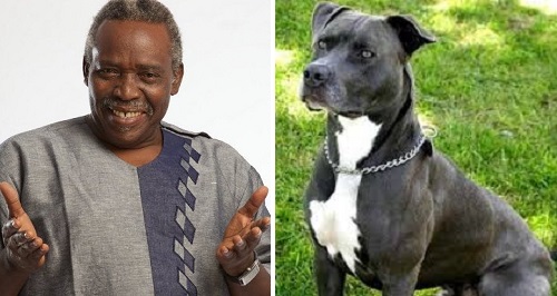 white woman called olu jacobs dog