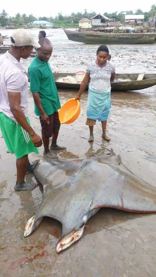 massive manta ray fish caught
