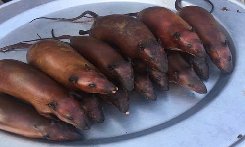 Woman Spotted Selling Tasty Roasted Rats