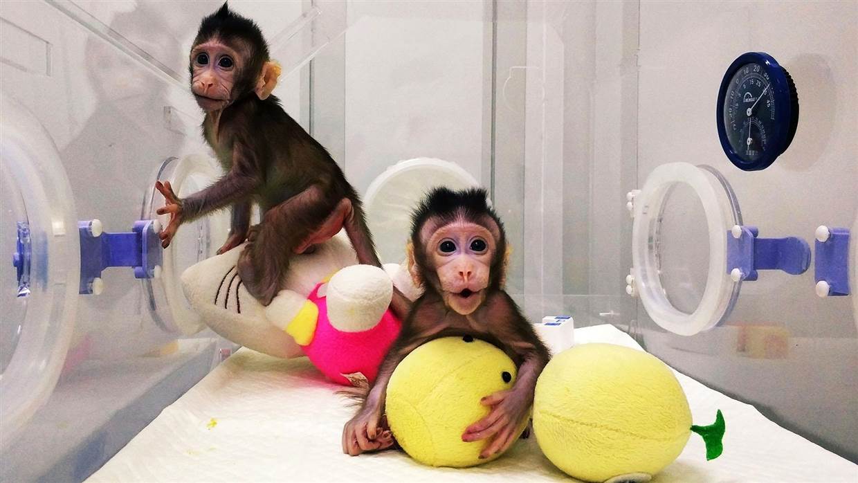 Chinese Scientists Clone Monkeys