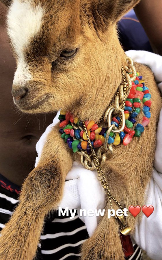 Wizkid flaunts new pet goat