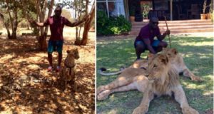 jim iyke petting lions