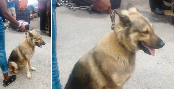 Police arrest Alsatian dog
