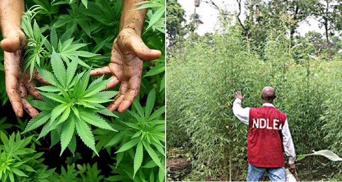 indian hemp plantation destroyed