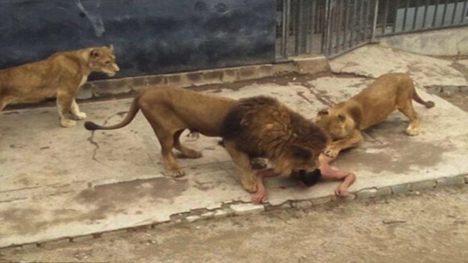 Lion kills man