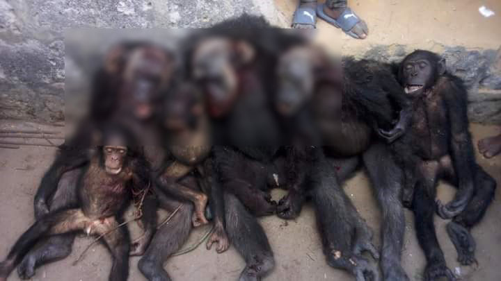 Hunter kills an entire family of a chimpanzee in Delta State