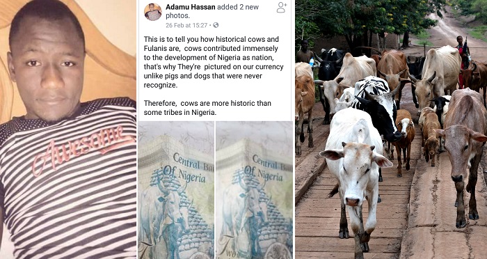 “Cows are more historic than some tribes in Nigeria” – Fulani Man Defends Fulani Herdsmen And Open Grazing In Nigeria