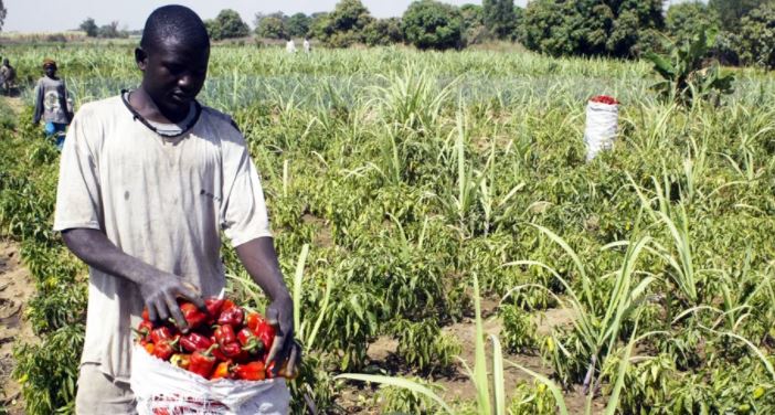Herdsmen destroy Unilorin’s multimillion naira research farms