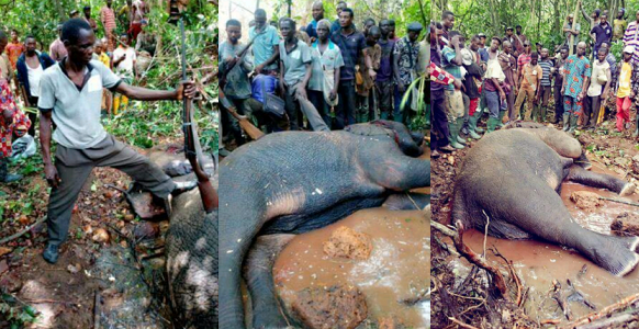 hunter kills elephant