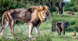 Heartbreaking moment