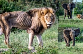 Heartbreaking moment