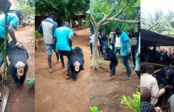 Wild Monkey follows farmer