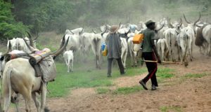 Igbo Group tells herdsmen