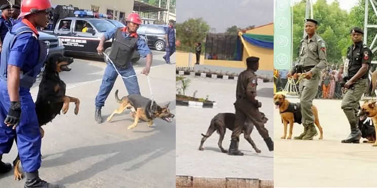 2019 Polls: Police, Civil Defence demand N317m to feed Dogs & Horses ahead of the Elections